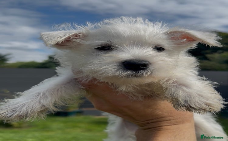 West Highland Terrier dogs - Advert 2