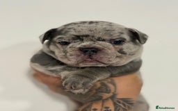 French Bulldog dogs for sale: Adorable French Bulldog Puppies for Sale 🐾 - Advert 14