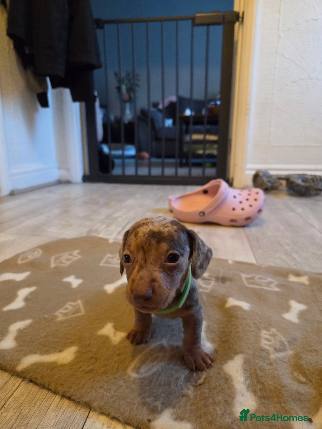 Miniature Dachshund dogs for sale: Ready to go 3/12/25 - stunning coloured Dachsunds - Image 6