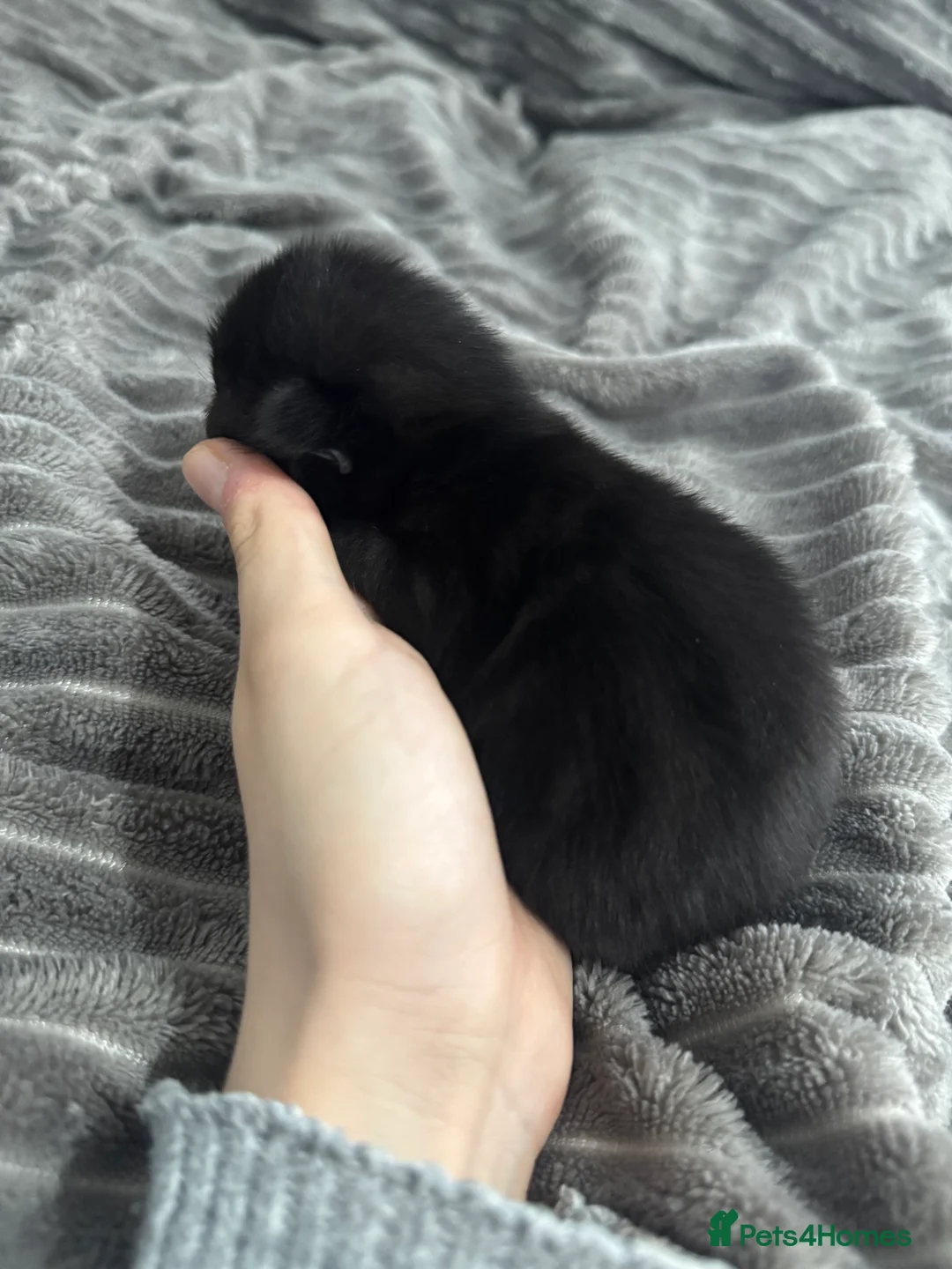 Mixed Breed cats for sale: TWO KITTENS LEFT!!! in Stoke-on-Trent - Advert 4