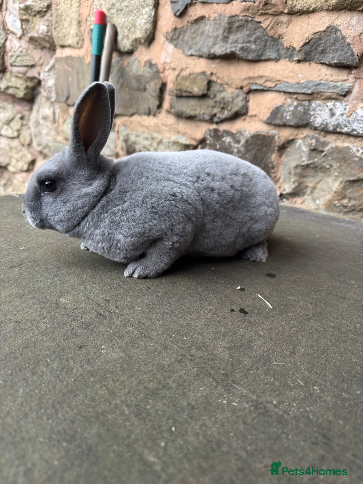Rex rabbits Stunning baby blue mini Rex buck  - Advert 11