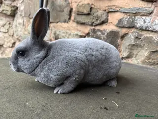 Rex rabbits Stunning baby blue mini Rex buck - Advert 11