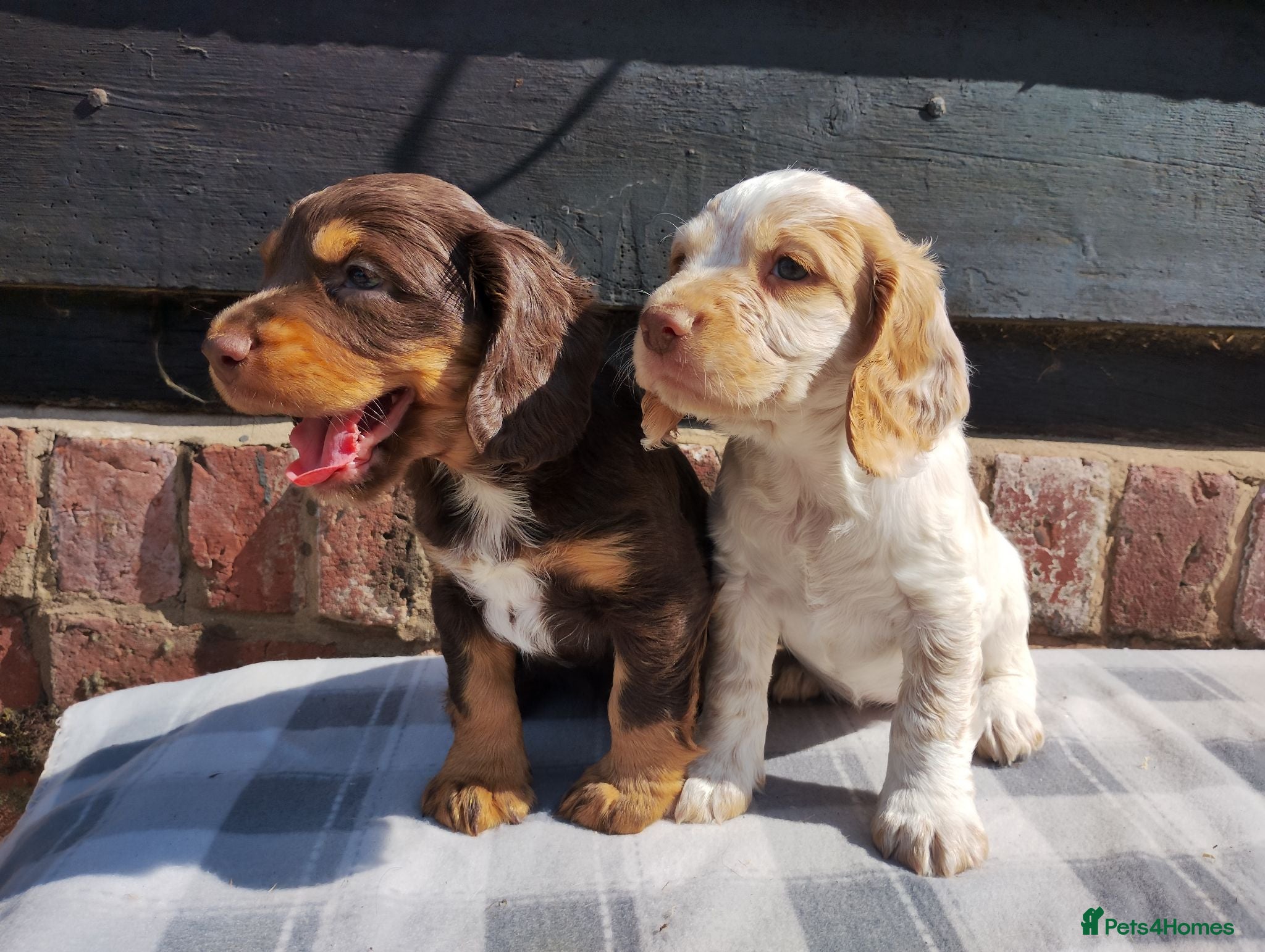 Cocker Spaniel dogs Cocker Spaniel Puppies  - Advert 14
