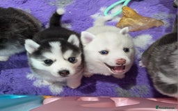 Pomsky dogs for sale: Perfect medium size Pomsky - Image 19