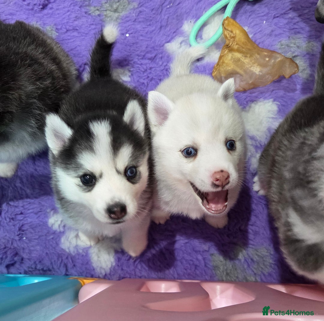 Pomsky dogs for sale: Perfect medium size Pomsky - Image 19
