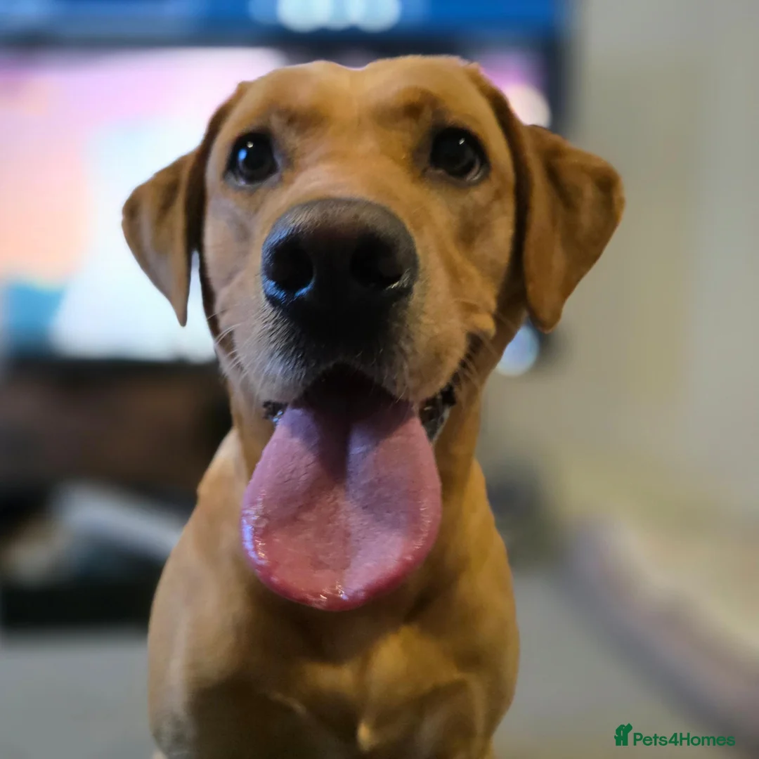 Labrador Retriever dogs for stud: Stunning Lab for stud in ELY - Advert 1