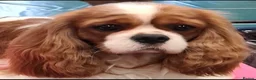 Cavalier King Charles Spaniel dogs for sale: CKCS. CC/DE, EF, PRA & BVA clear. Green Doppler  - Advert 13