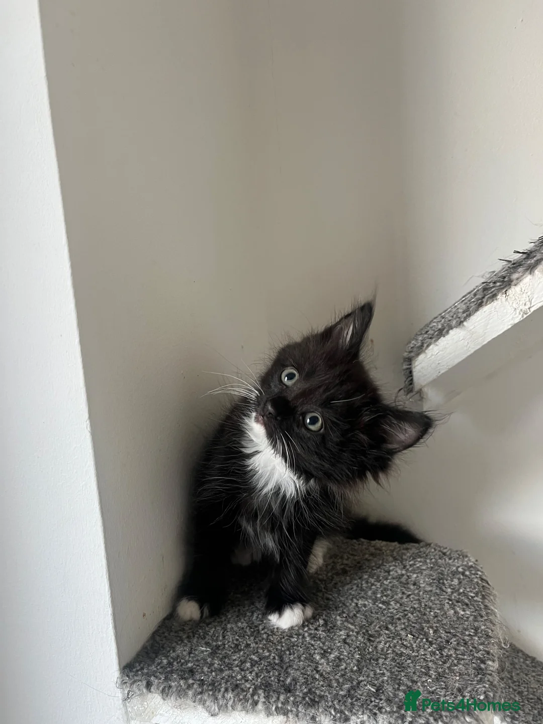 Mixed Breed cats for sale: Mainecoon/ragdoll kittens  - Advert 2