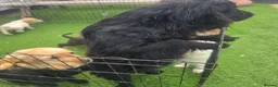 Cocker Spaniel dogs for sale: Amazing Working type Cocker Spaniels - Advert 18