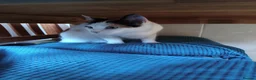 Mixed Breed cats for sale: Calico Cat in Liverpool - Advert 2