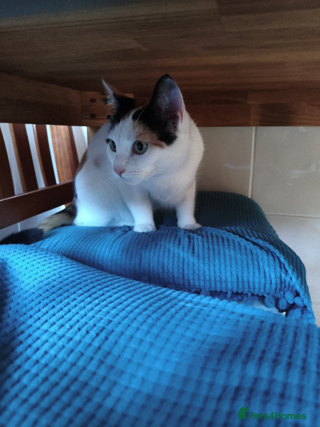 Mixed Breed cats for sale: Calico Cat in Liverpool - Advert 2