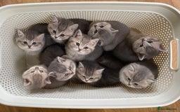 British Shorthair cats for sale: Active Blue Golden Tipped British Shorthair MARCUS - Image 13