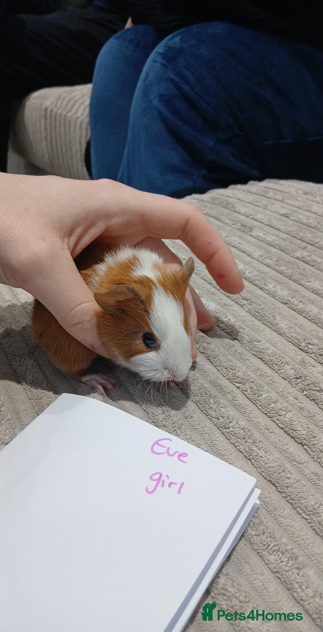 Guinea Pig rodents for sale: 8 guineapigs  - Advert 6