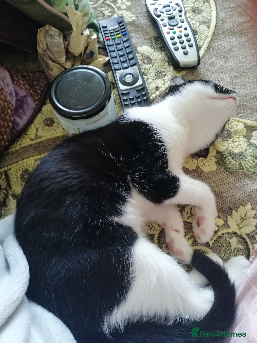 British Shorthair cats for sale: White and black female and male cats - Image 33