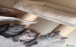 British Shorthair cats for sale: LILAC & BLUE MALE BRITISH SHORTHAIRS - Image 2