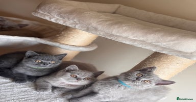 British Shorthair cats - Advert 2