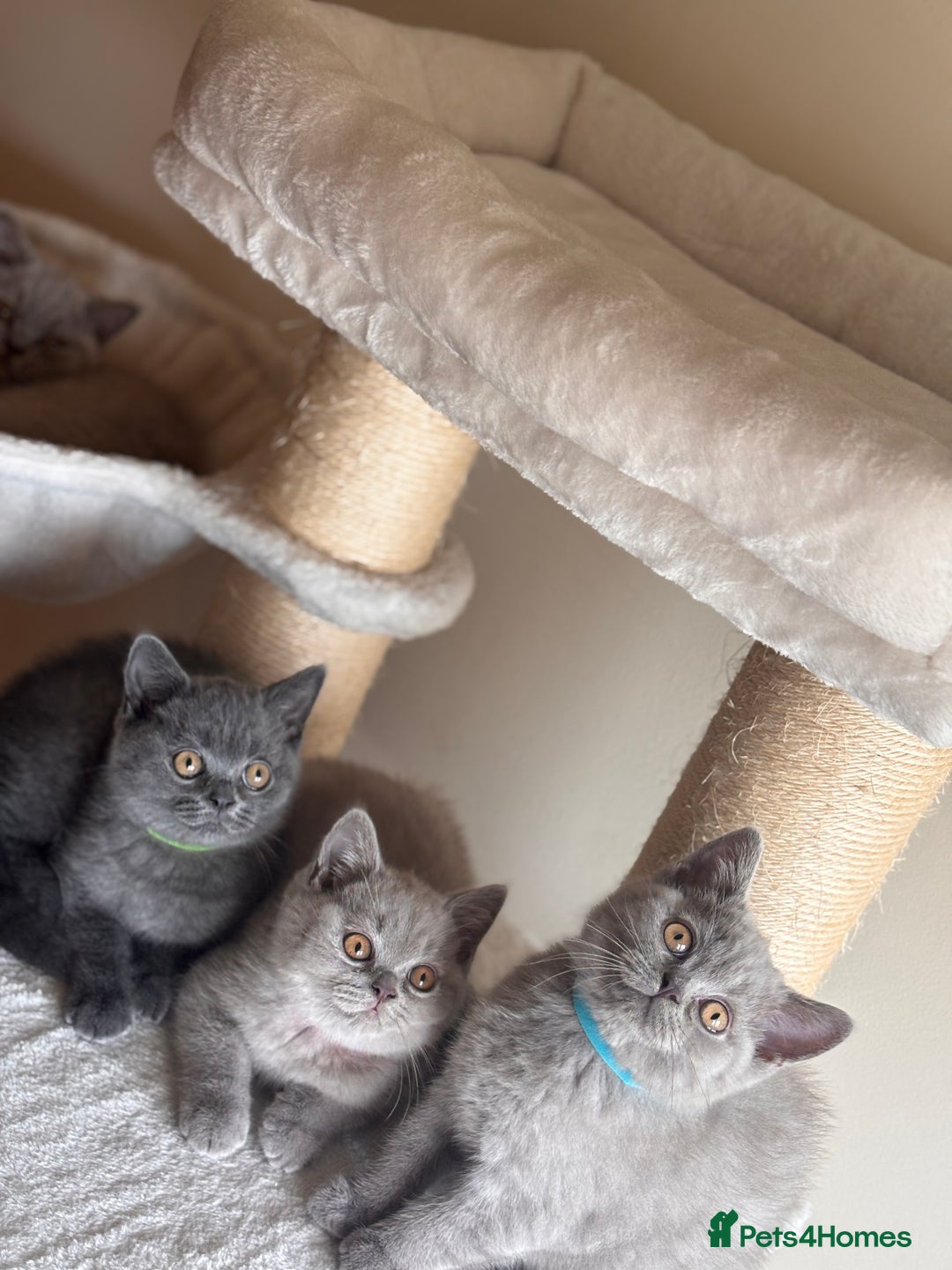 British Shorthair cats for sale: LILAC & BLUE MALE BRITISH SHORTHAIRS - Image 2