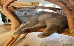 British Shorthair cats for sale: British shorthair male Bubu - Image 2