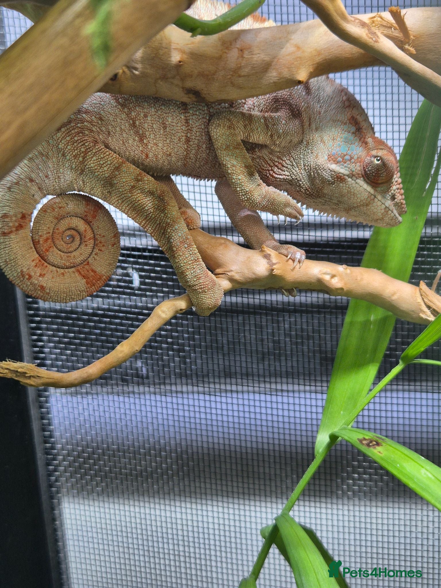 Chameleon reptiles Juvenile panthers for sale.  - Advert 2