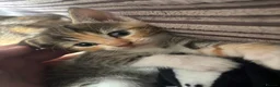 Mixed Breed cats for sale: 5 Beautiful Kittens  - Advert 5