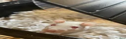 Rat rodents for sale: 4 albino fancy rats in Barnstaple - Advert 10