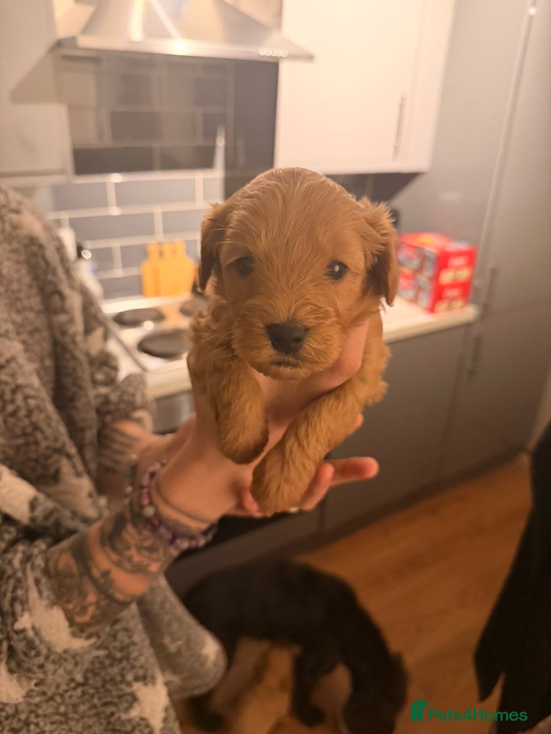 Cockapoo dogs for sale: Cockapoo pups - Advert 2