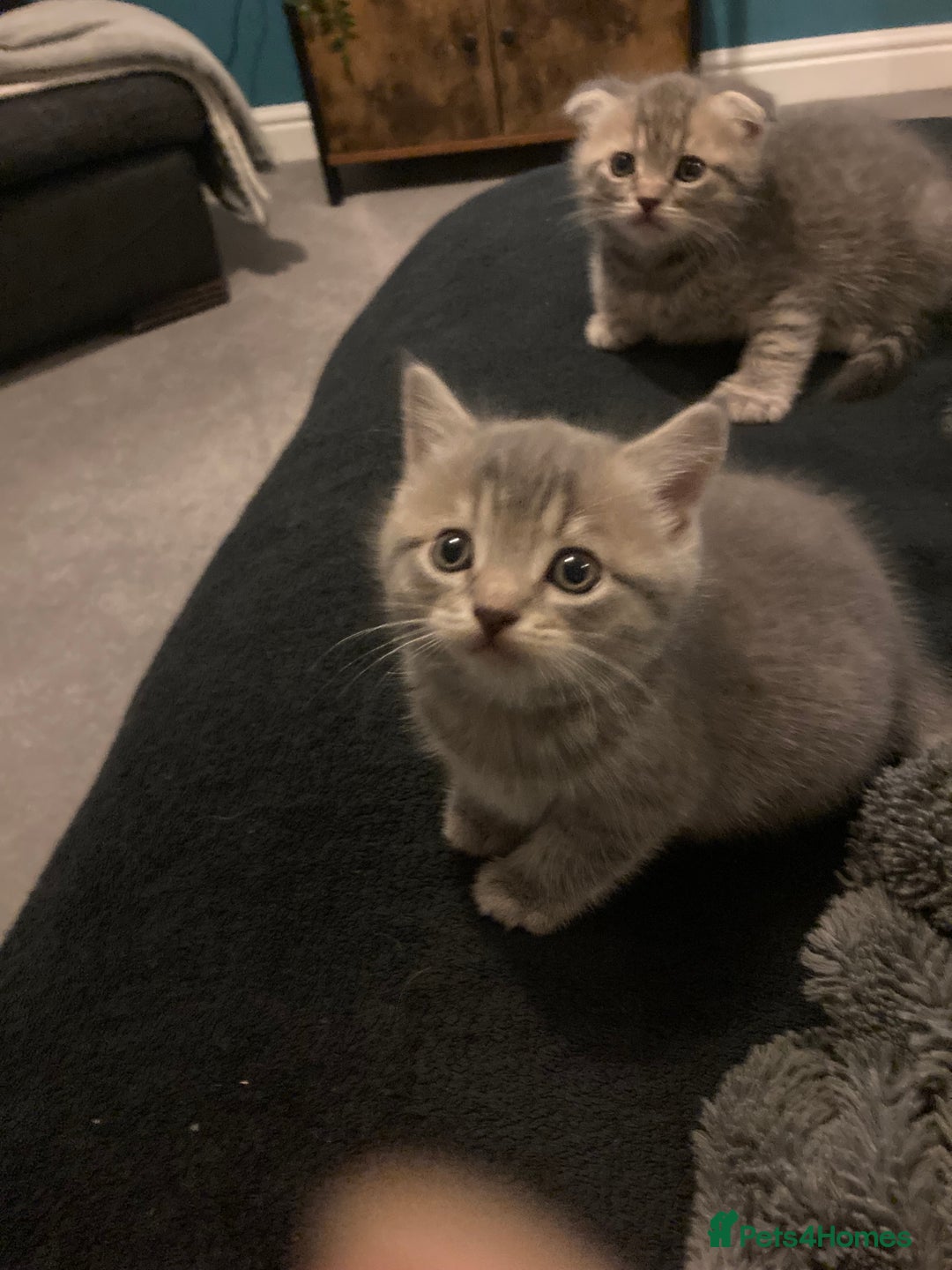 Scottish Fold cats for sale: Beautiful Scottish fold kittens - Image 34