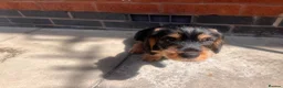 Dachshund dogs for sale: READY To LEAVE dachshund  k c wire haired puppy’s  - Advert 3
