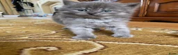 Siberian cats for sale: Siberian x Siberian Neva Masquerade Kittens - Advert 15