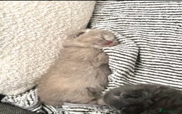 British Shorthair cats for sale: 🩵🐾💖5 Gen Pedigree BSH Kittens – Blue & Cream - Image 1