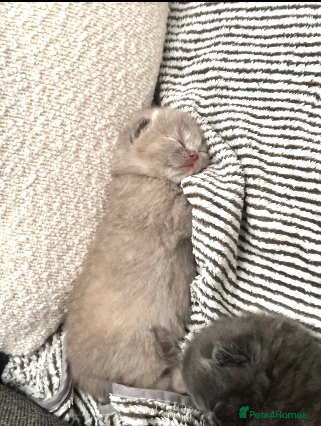 British Shorthair cats for sale: 🩵🐾💖5 Gen Pedigree BSH Kittens – Blue & Cream - Image 1