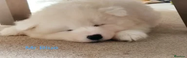 Samoyed Puppy 4