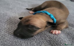 Whippet dogs for sale: 8 KC gorgeous pups, 4 boys & 4 girls. - Image 4