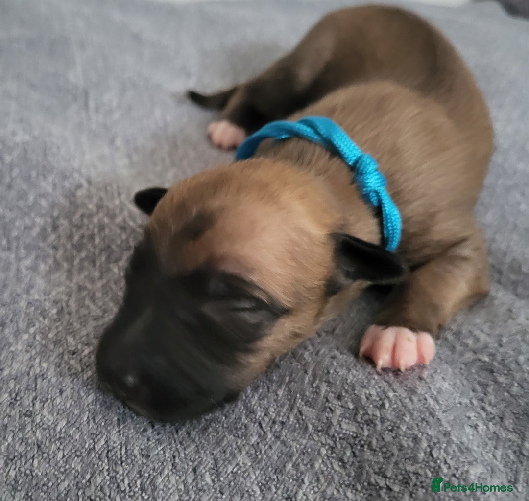 Whippet dogs for sale: 8 KC gorgeous pups, 4 boys & 4 girls. - Image 4