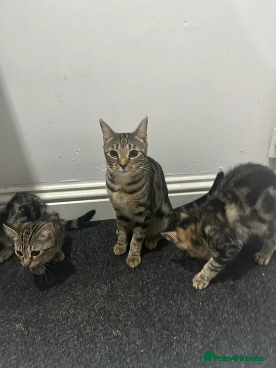Mixed Breed cats for sale: Pair of Bengal cross kittens! - Advert 3