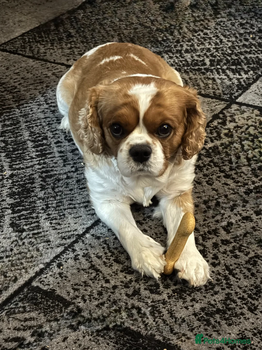 Cavalier King Charles Spaniel dogs for sale: Dexter is looking for a new home 🥺 - Advert 6