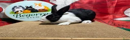 Dutch rabbits for sale: Gorgeous Dutch rabbits - Advert 3