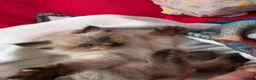 Mixed Breed cats for sale: 🐾  Bengdoll Kittens Bengal mum Ragdoll dad - Advert 16
