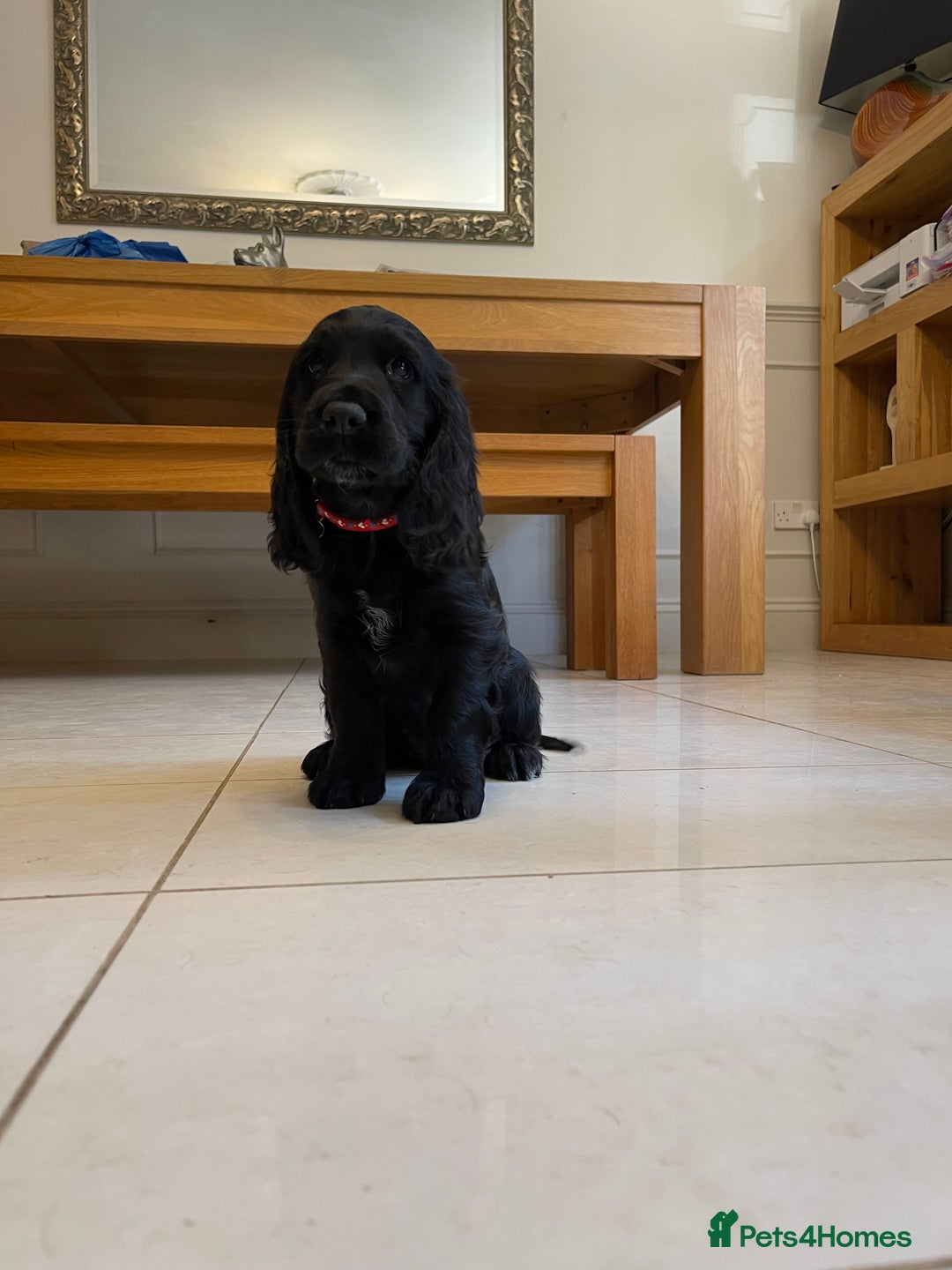 Sprocker dogs for sale: Beautiful Sprocker puppies HEALTH TESTED PARENTS - Image 10