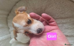 Jack Russell dogs for sale: Jack Russell Puppies | Rough coated | 2 Pups left - Image 3