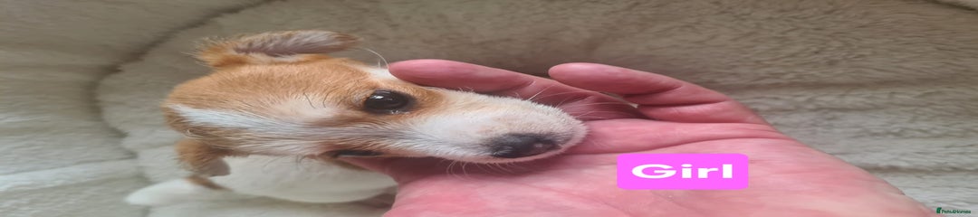 Jack Russell Puppy 2