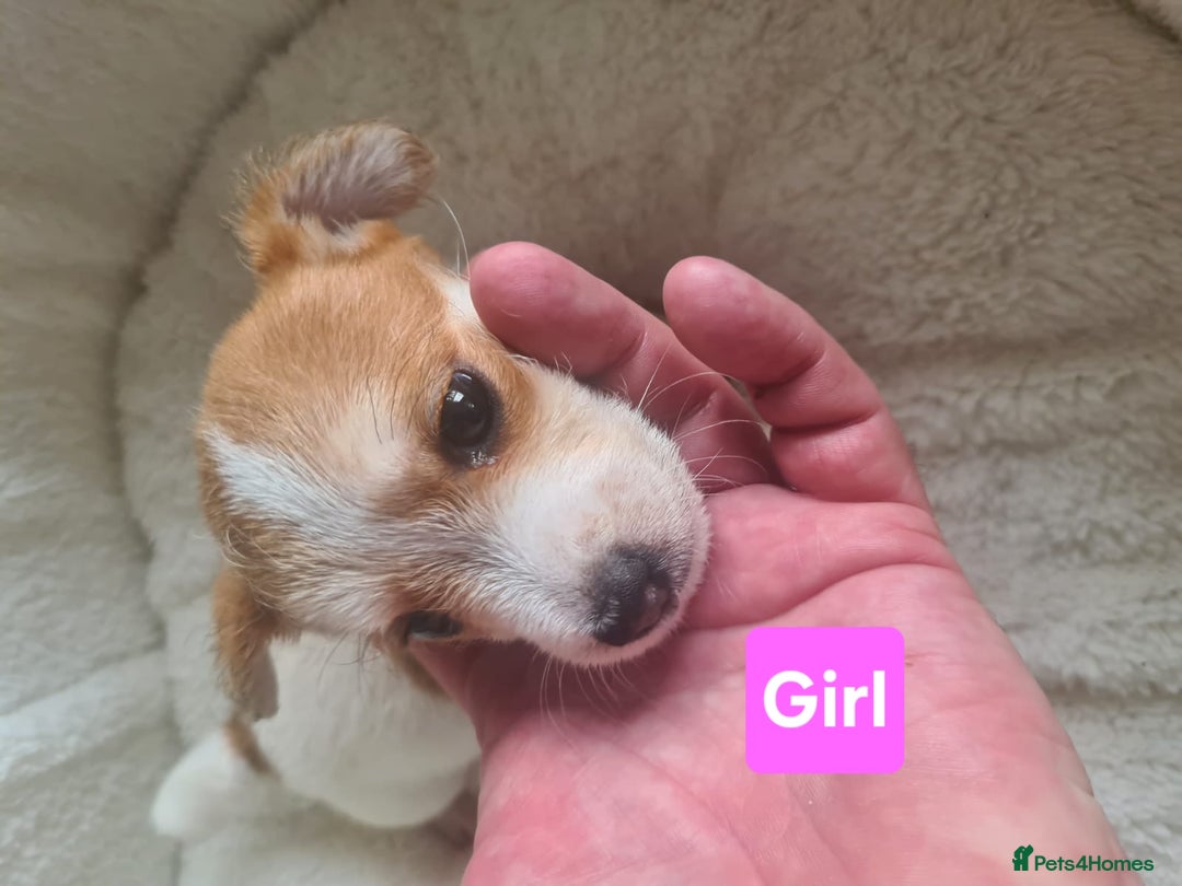 Jack Russell dogs for sale: Jack Russell Puppies | Rough coated | 2 Pups left - Image 3
