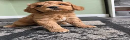 Cockapoo dogs for sale: One boy left, Ready To Leave F1b Cockapoo puppies - Advert 5