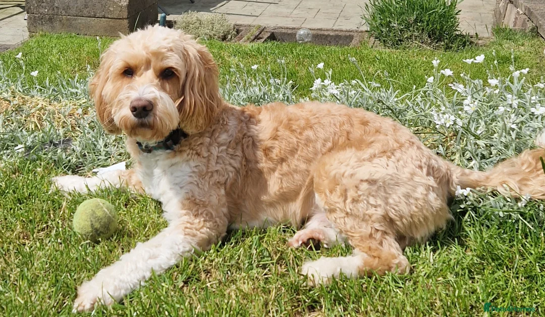 Cockapoo dogs for stud: Proven F1 cockerpoo for Stud in Sutton-in-Ashfield - Advert 3