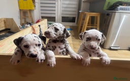 Dalmatian dogs for sale: 7 Dalmatian puppies available  - Image 11