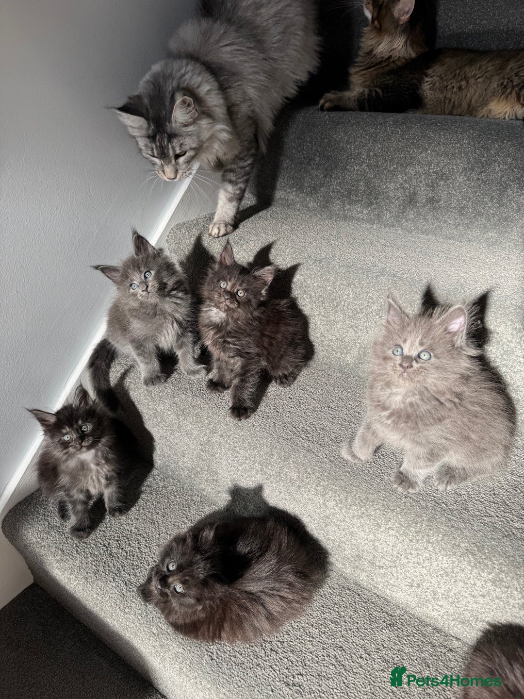 Maine Coon cats for sale: Pedigree Maine Coon Kittens – Blues & Smokes - Advert 20