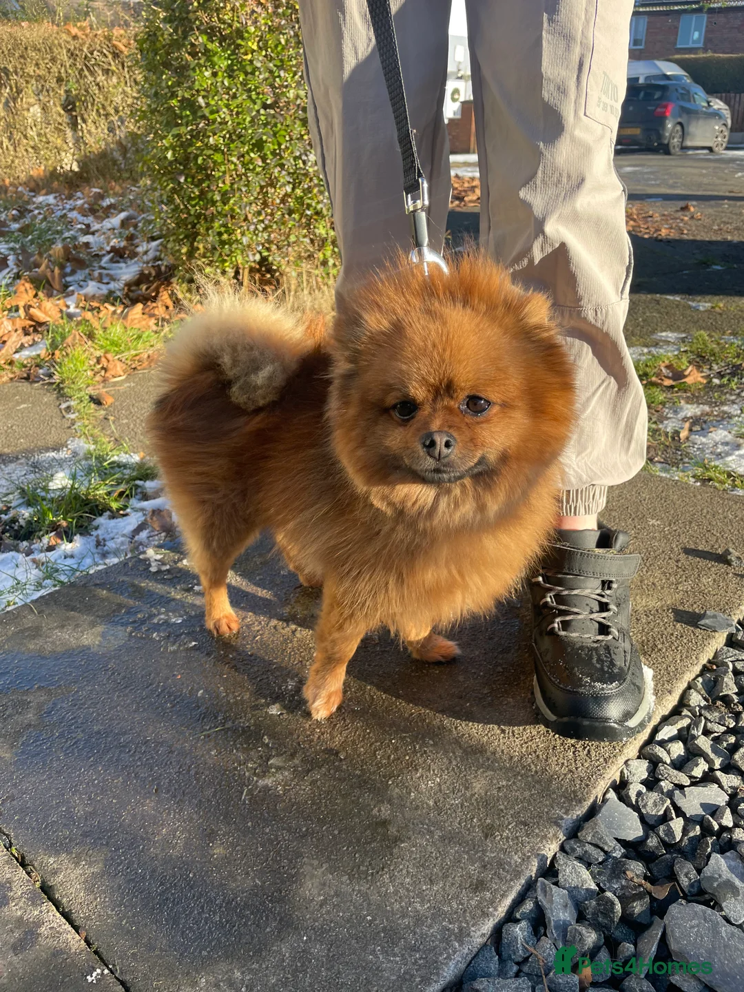 Pomeranian dogs for sale: Beautiful tiny Pomeranian male pup left  - Advert 10