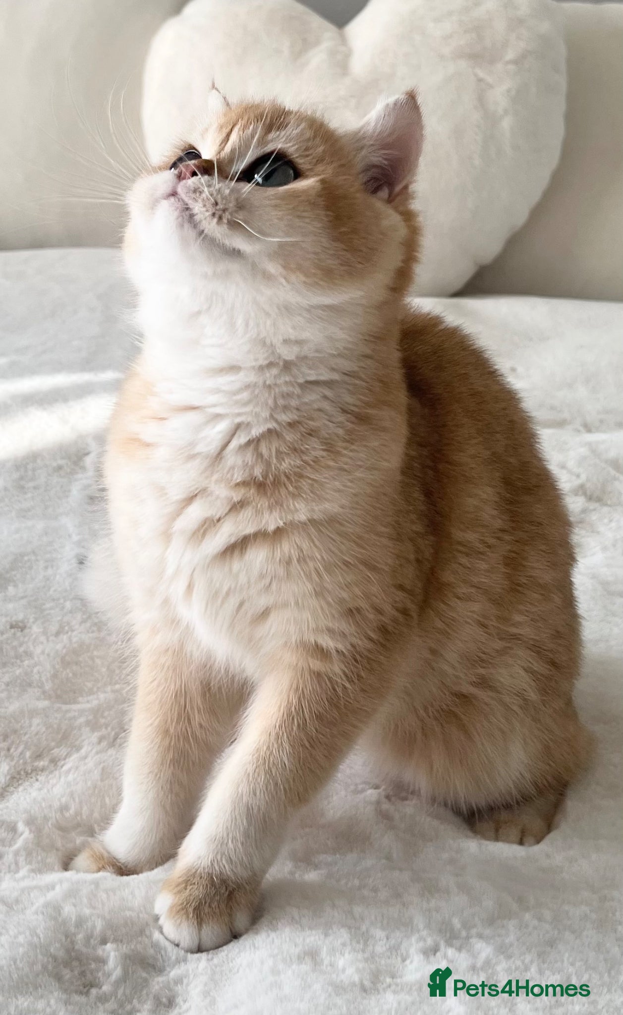 British Shorthair cats Tica Registered Ny12 Golden British Shorthair Girl - Advert 6