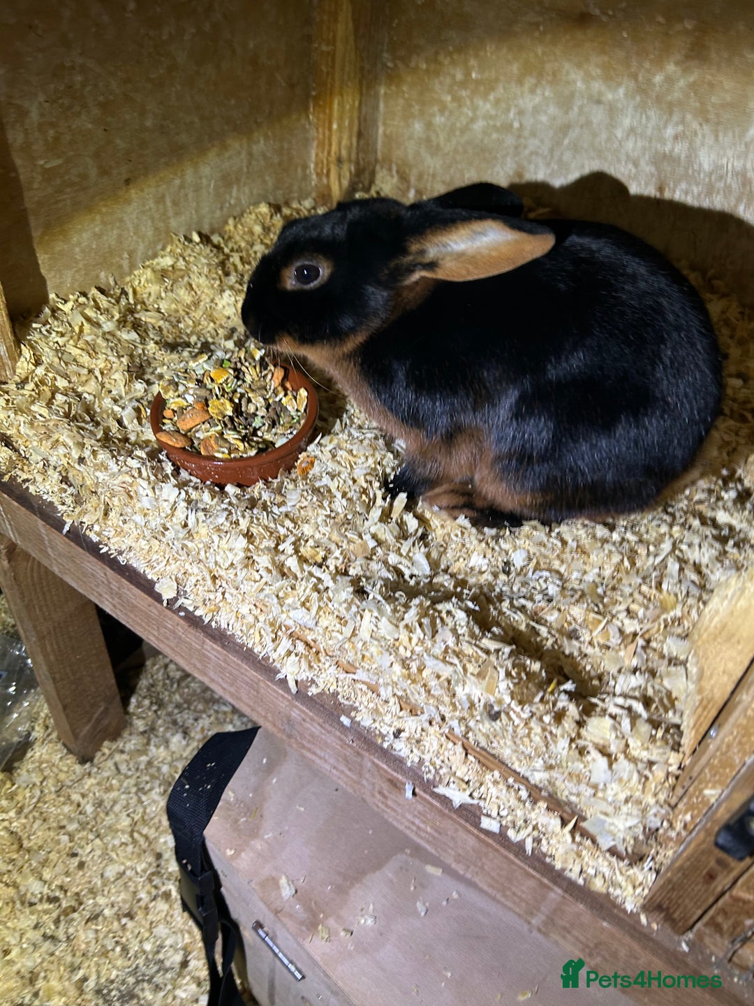 Tan rabbits for sale: Tan male rabbit for sale - Advert 2