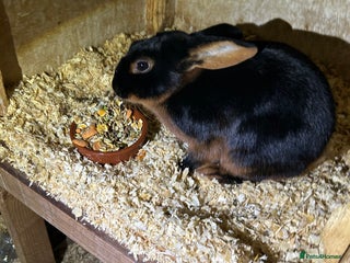 Tan rabbits Tan male rabbit for sale - Advert 1